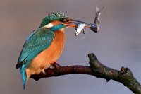 364 - KINGFISHER - PLOVIE BJORN - belgium